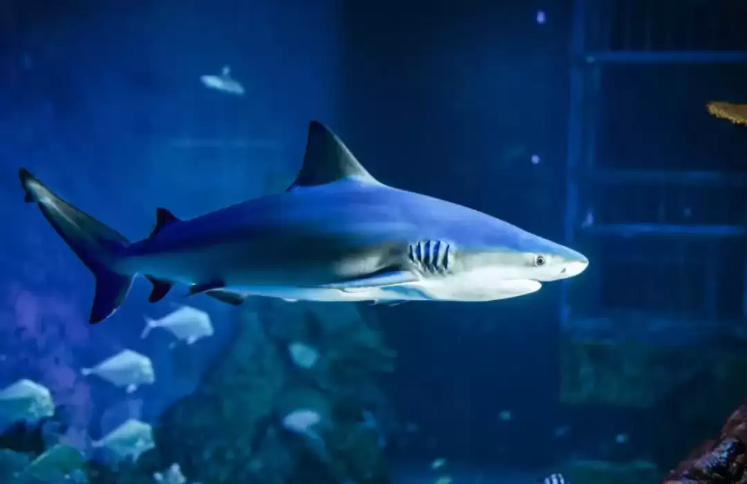 Shark Lagoon