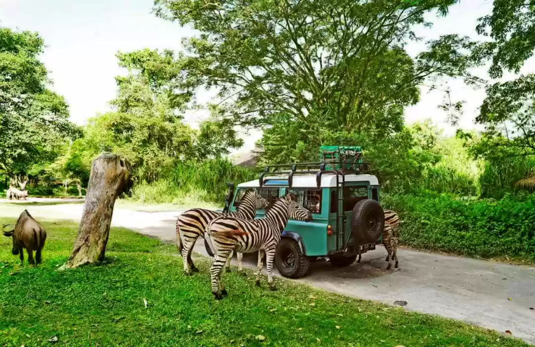Wildlife Walkthroughs