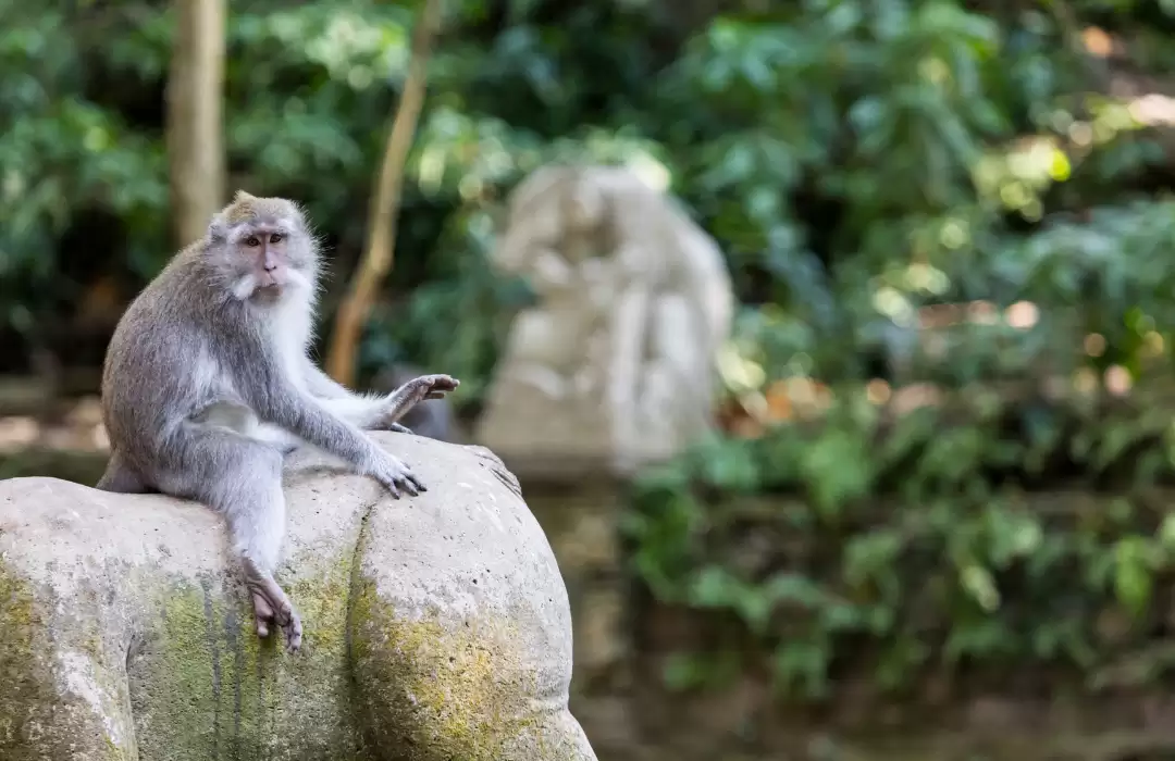 Bali’s Sacred Monkey Forest - A Blend of Nature and Spirituality