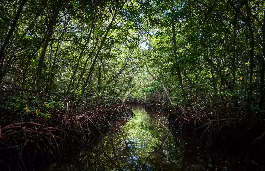 Bali Barat Mangrove Forest - A Quiet Escape into Tranquility