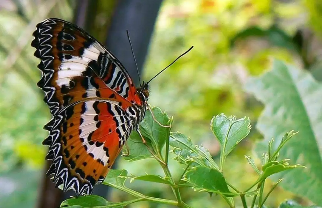 Butterfly Park in Tabanan - A Kaleidoscope of Colors