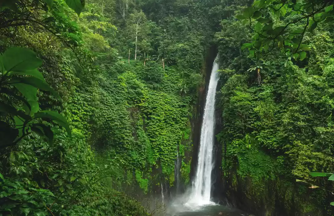 Munduk Forest Reserve - A Hidden Gem for Hikers