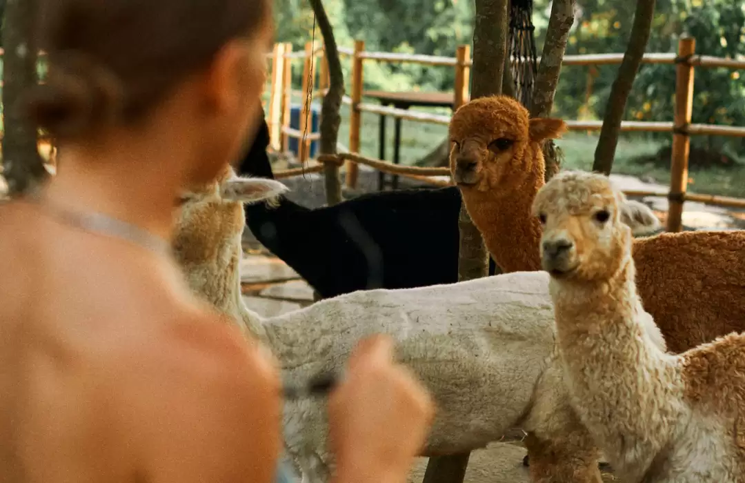 Alpaca Farm & Sustainable Living Spaces