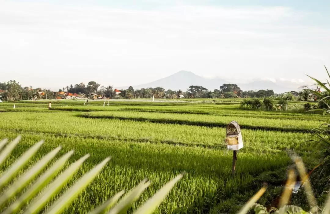 Explore Pererenan’s Rice Fields