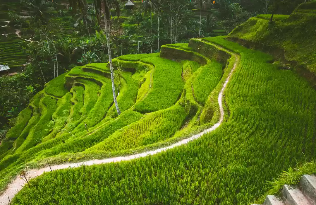 Tegalalang Rice Terrace - A Breathtaking View