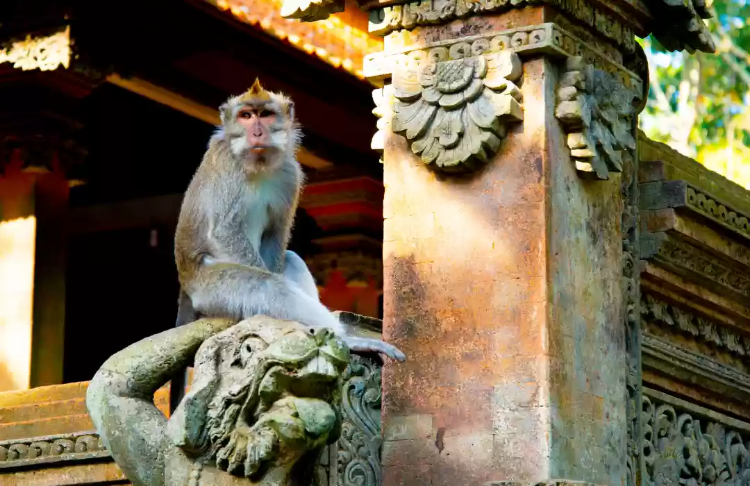 Sacred Monkey Forest Sanctuary - Meet Bali’s Famous Monkeys
