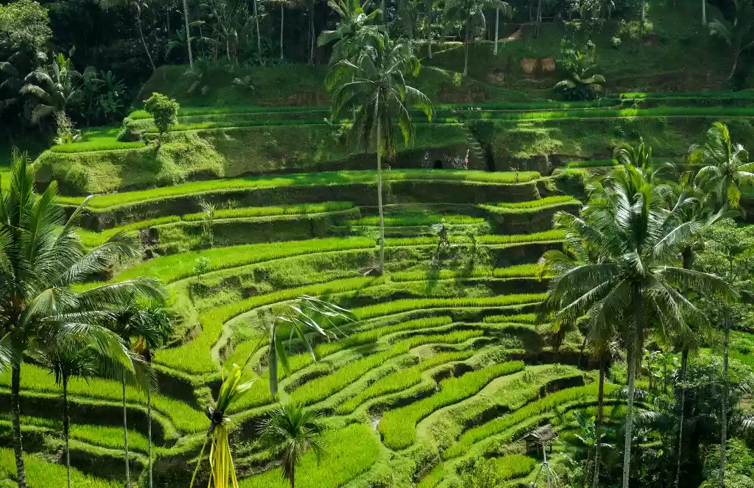 10:30 AM – Explore the Tegalalang Rice Terraces