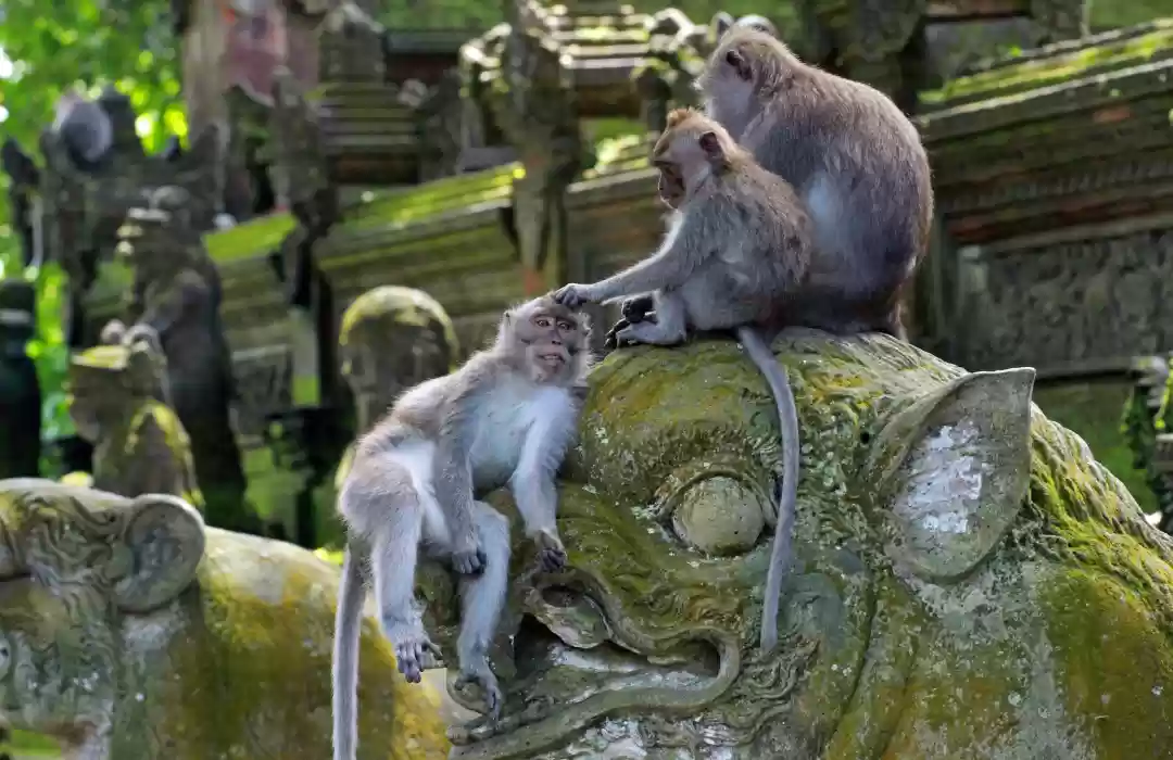 12:00 PM – Visit the Sacred Monkey Forest Sanctuary