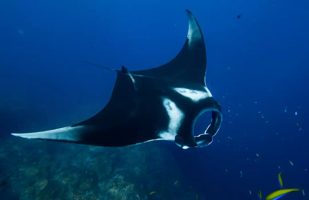 Nusa Penida – Swim with Majestic Manta Rays