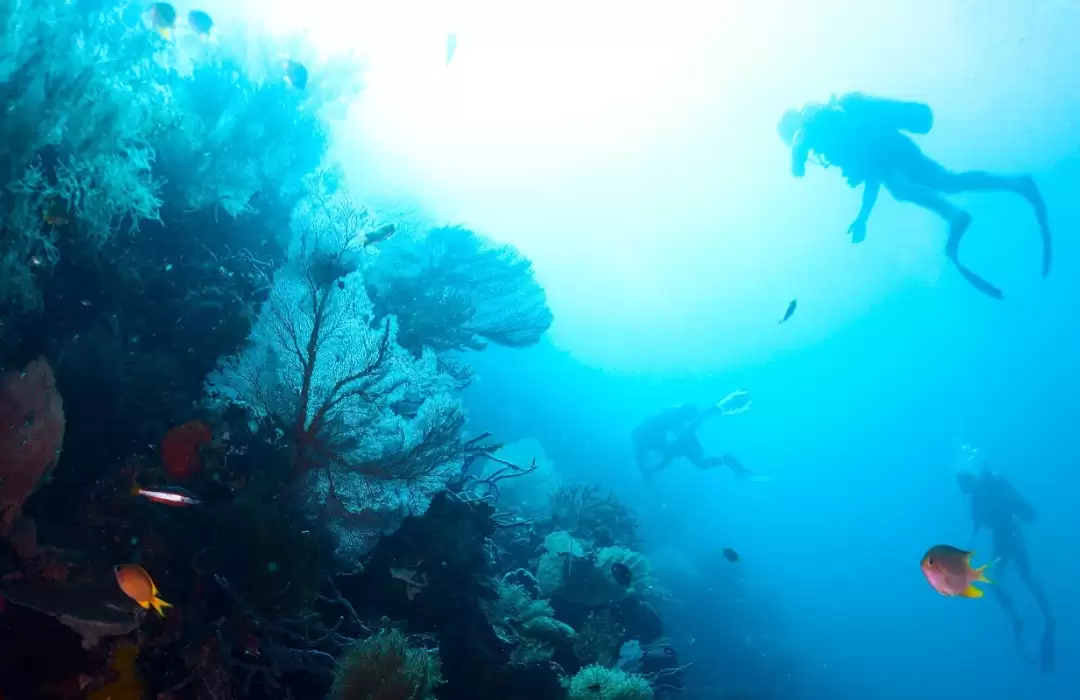 Menjangan Island – The Best Coral Reefs in Bali