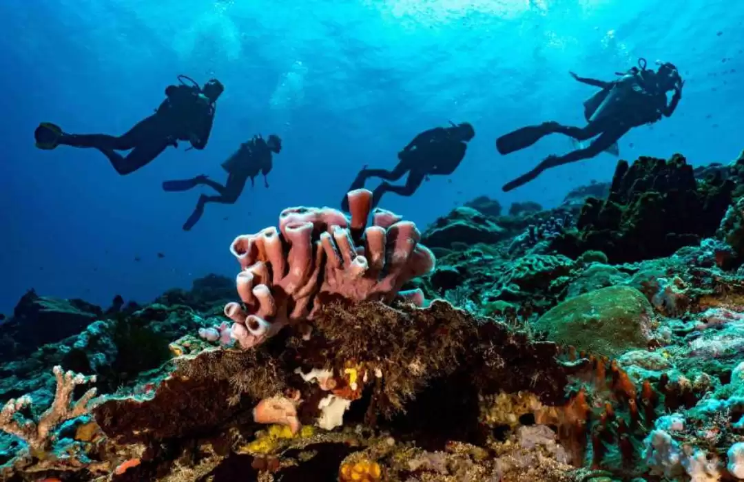 . Nusa Lembongan – Drift Snorkeling in Mangrove Point