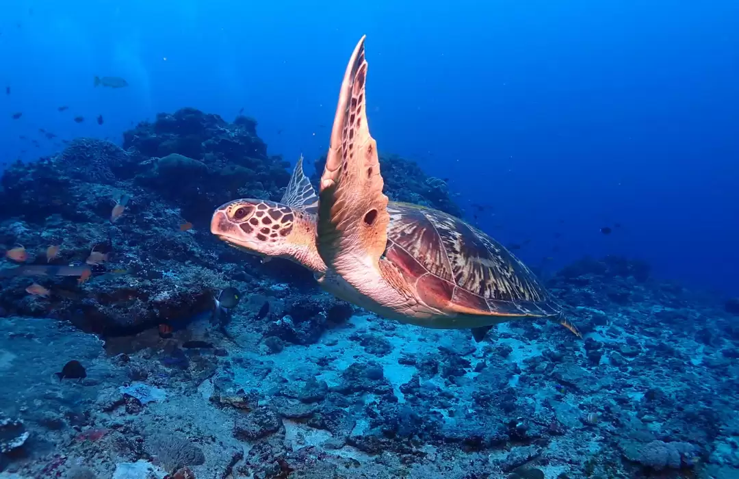 Blue Lagoon & Padang Bai – The Best Spot for Snorkeling Beginners