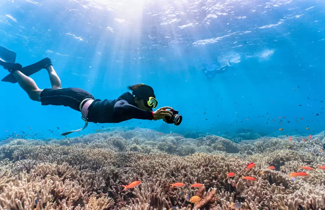 Experience Snorkeling and Diving – Great Visibility in March