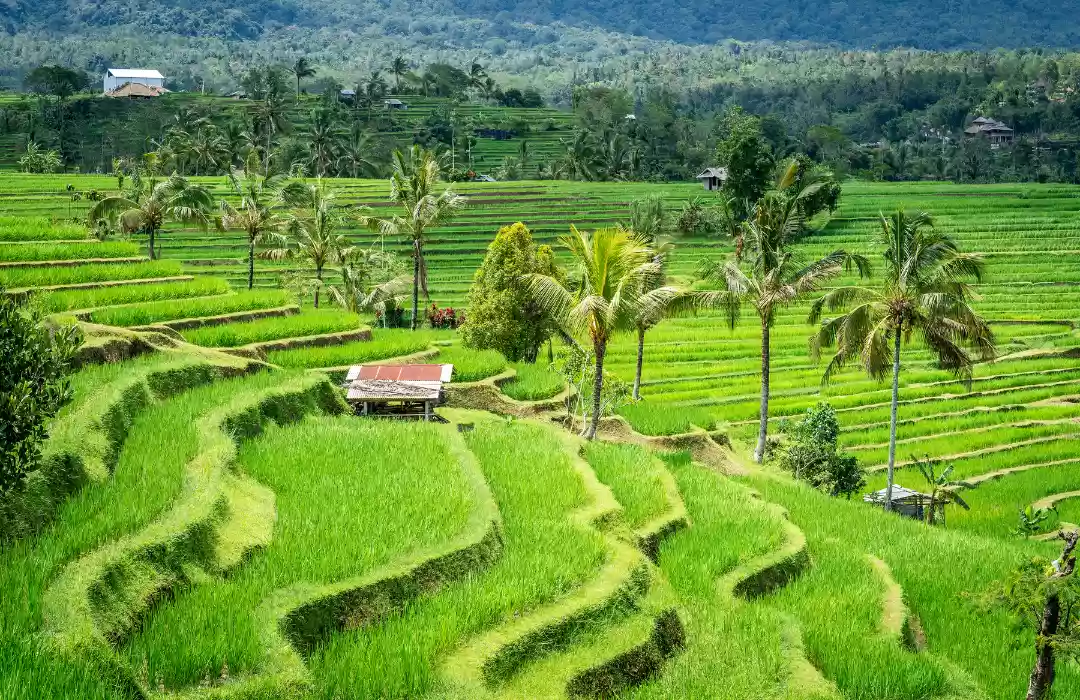 Jatiluwih Rice Terraces – UNESCO Heritage Site