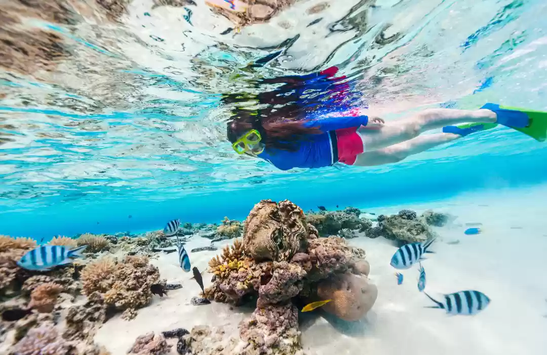 Go Snorkeling or Diving – Clear Waters and Thriving Marine Life