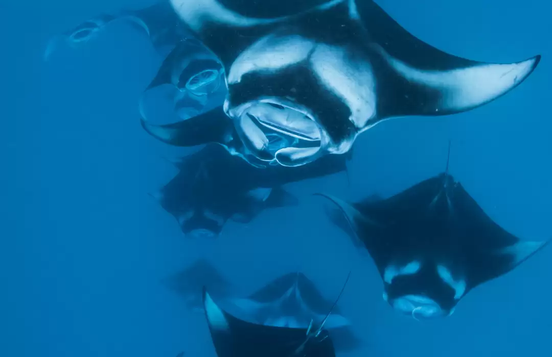Snorkeling with Manta Rays in Nusa Penida