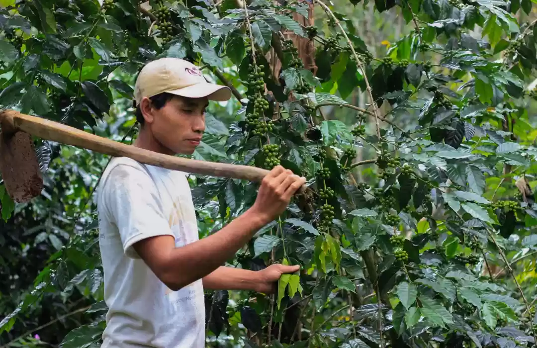 Munduk Village – A Taste of Organic Produce and Coffee