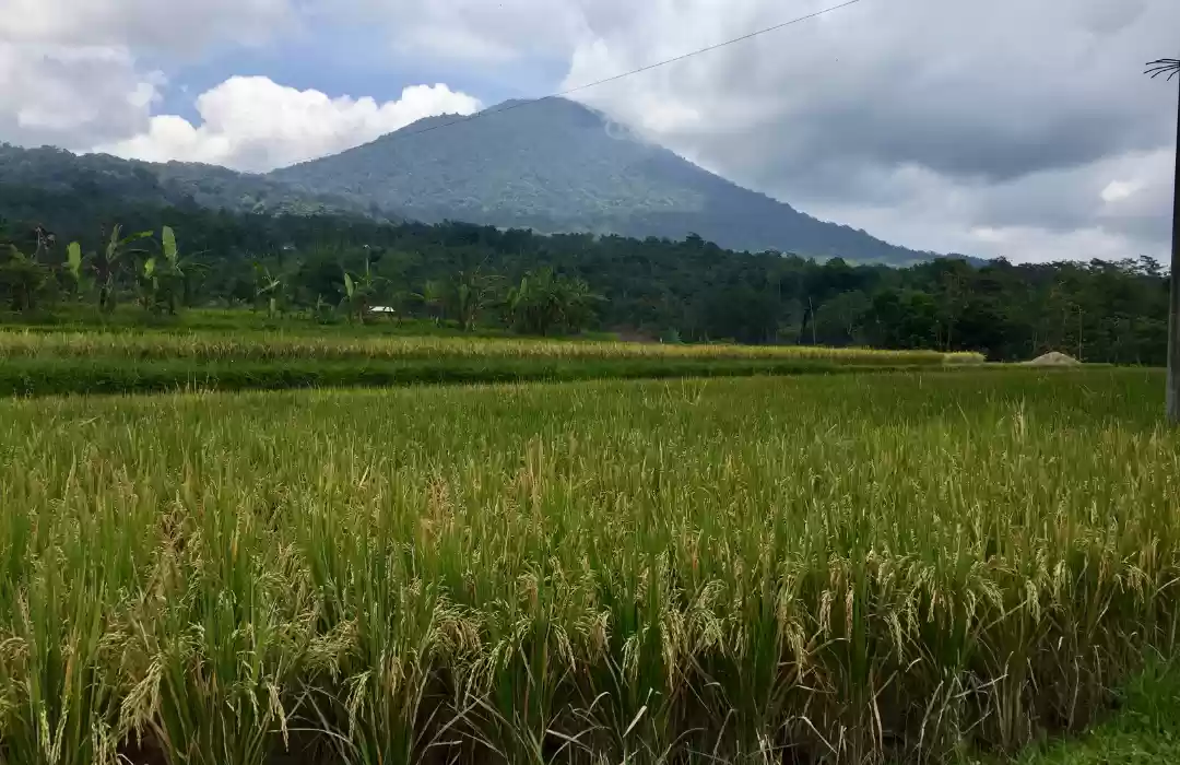 Mount Batukaru – Bali’s Sacred and Serene Mountain Trek