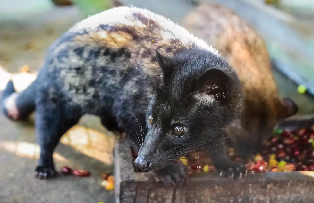 The Taste of Bali - Coffee Plantation Tour