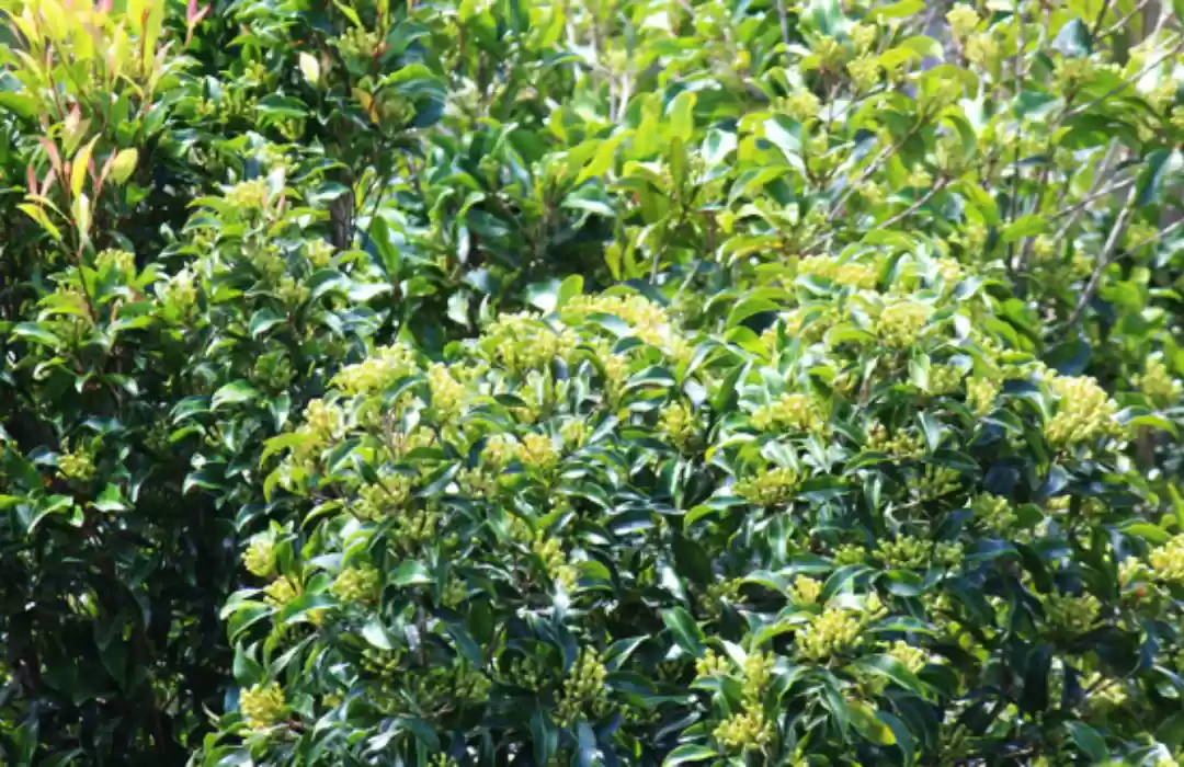 Exploring Bali’s Spice Plantations: From Cloves to Cinnamon