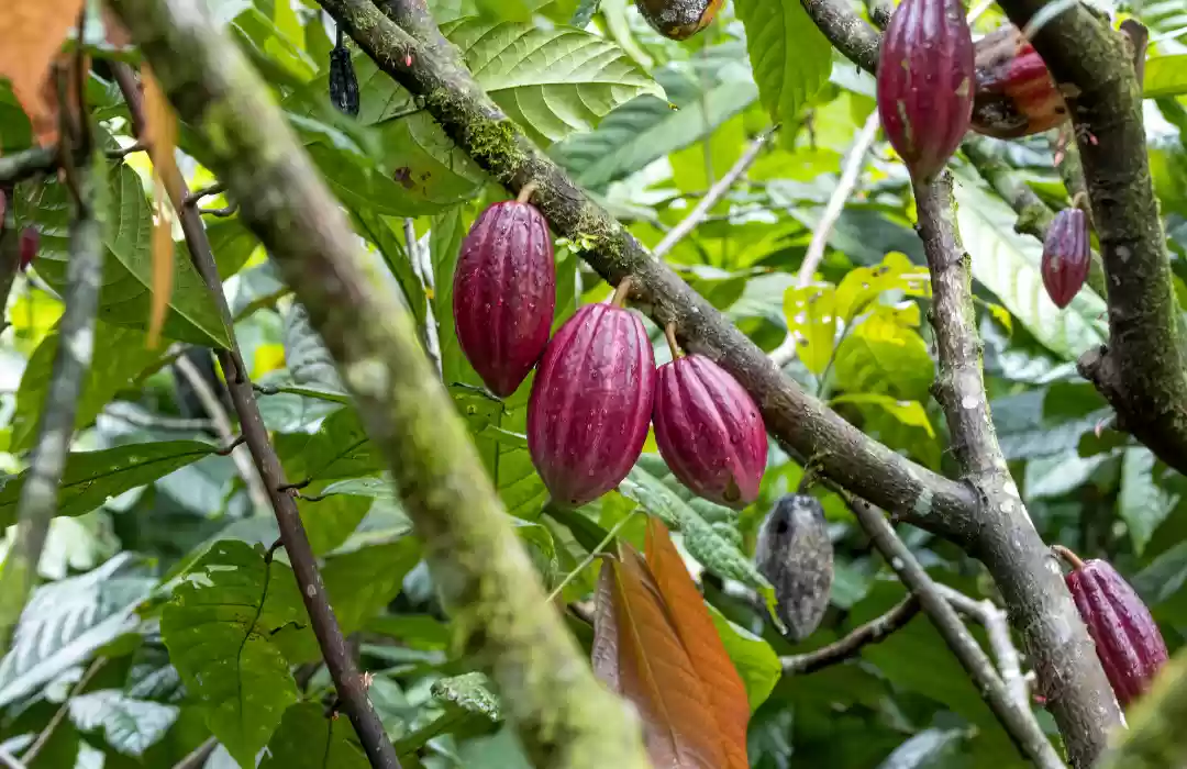 Bali’s Cocoa Plantations – The Sweet Side of the Island
