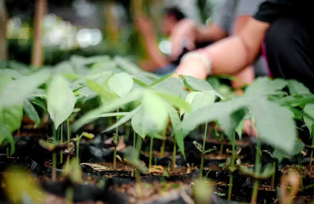 Sustainable Practices – How Bali’s Plantations Support the Environment