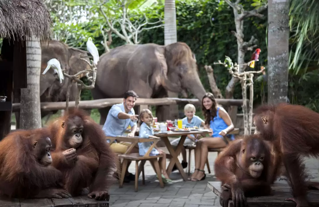 Breakfast with Orangutans – A Unique Start to Your Day