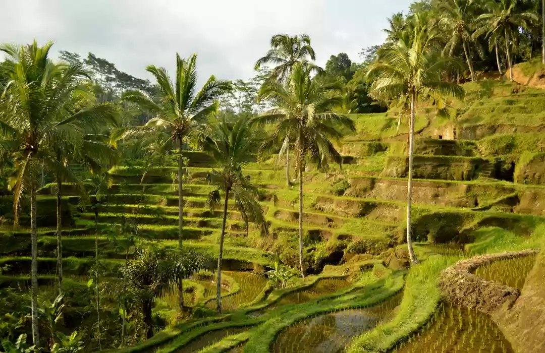 Tegallalang – The Iconic Rice Terrace Crafts and Weaving