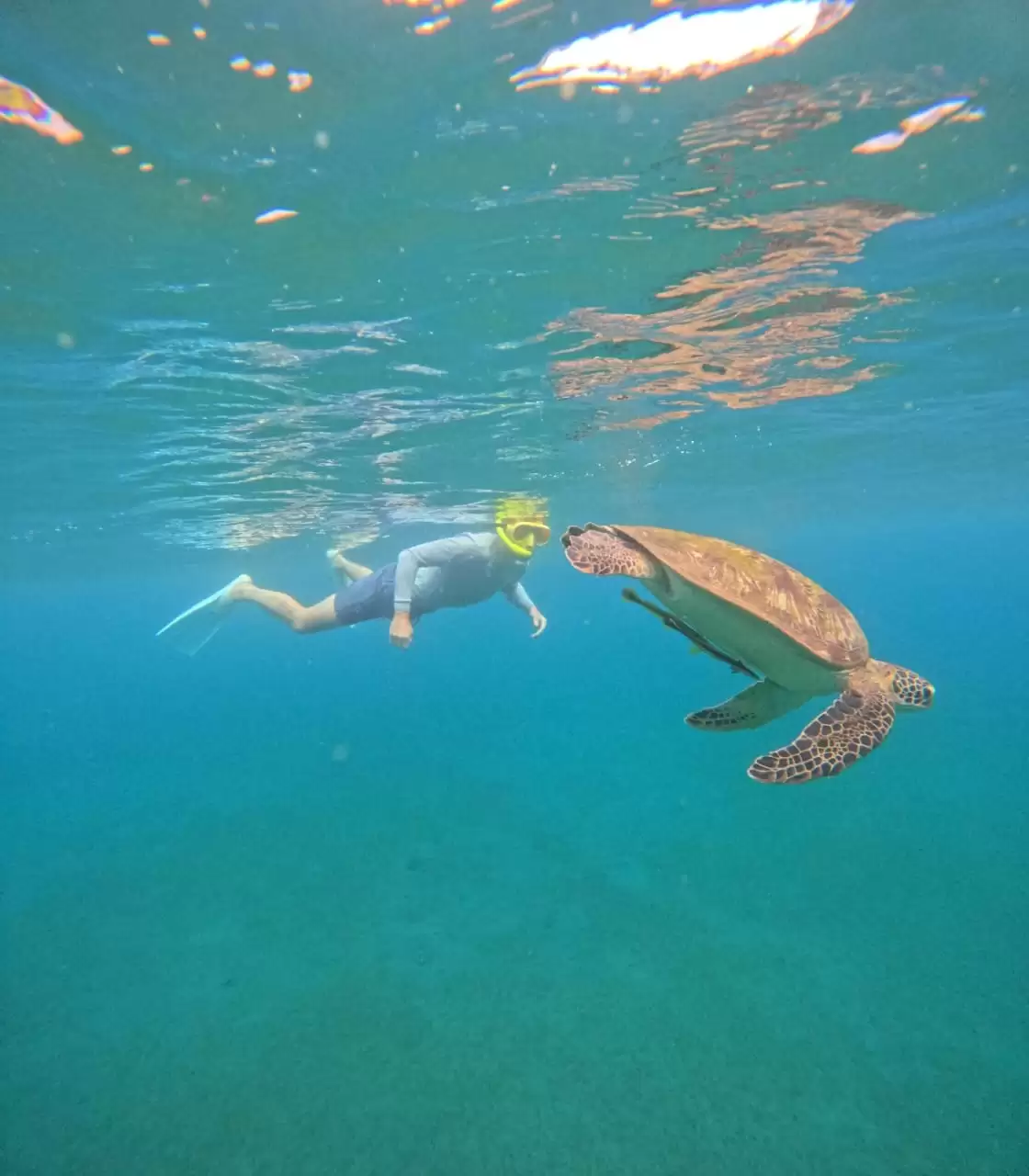Turtle Point