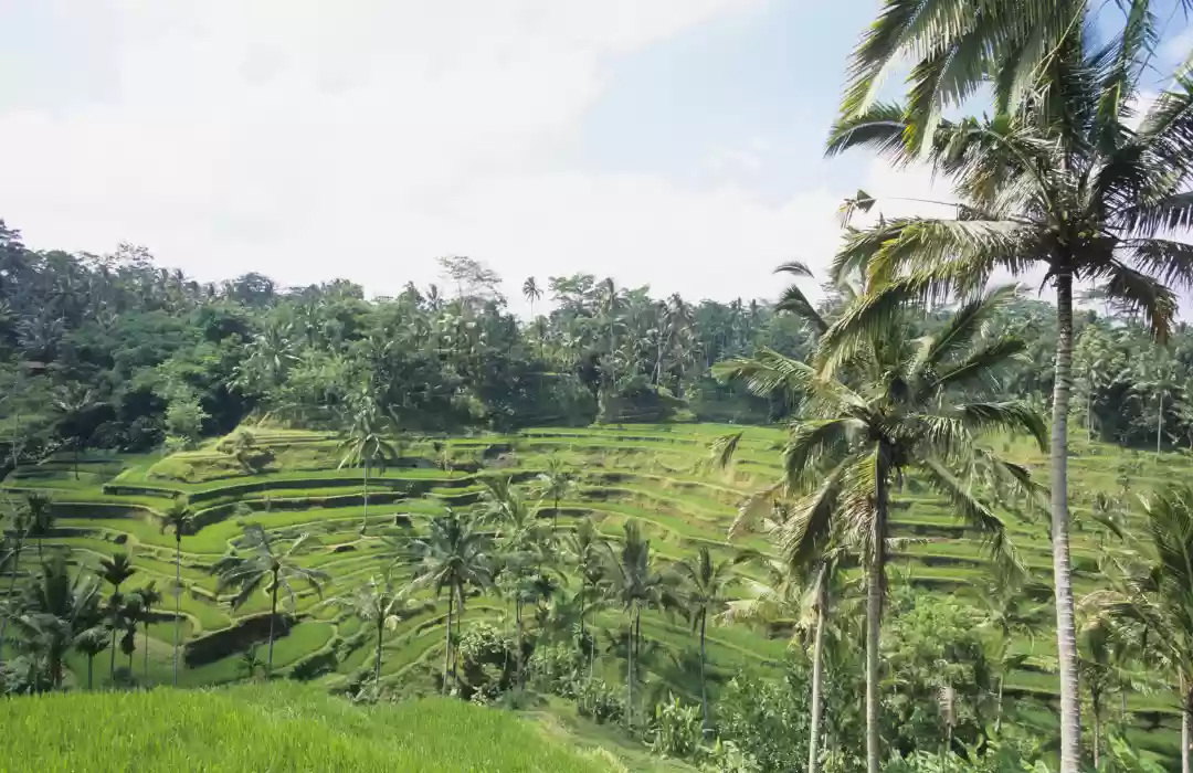 Tegallalang Rice Terraces – The Iconic Beauty of Bali’s Hills