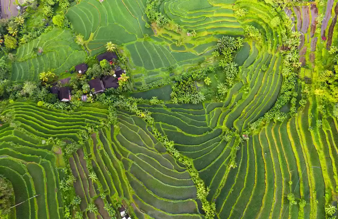 Jatiluwih Rice Terraces – Bali’s UNESCO Heritage Site
