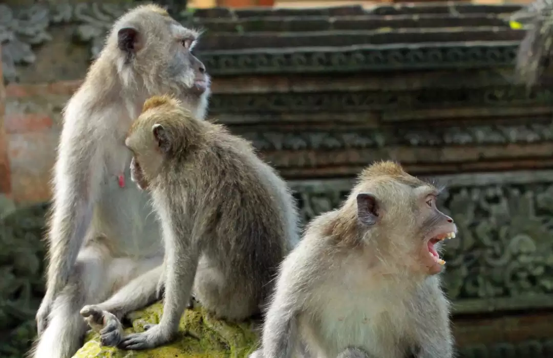 Sacred Monkey Forest Sanctuary (Ubud)
