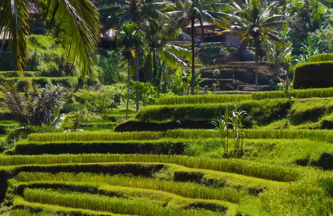 Tegallalang Rice Terraces and the Surrounding Jungle
