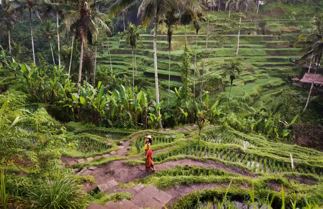 Exploring Bali’s Rice Terraces