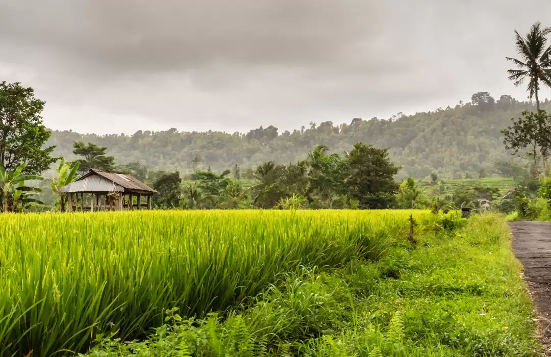 Bali’s Rural Villages – Stargazing in Peaceful Countryside Settings