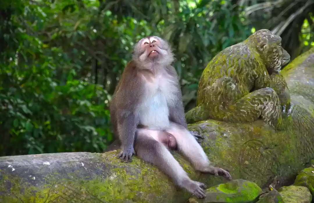 Tropical Escape Bali – An Island Adventure Like No Other