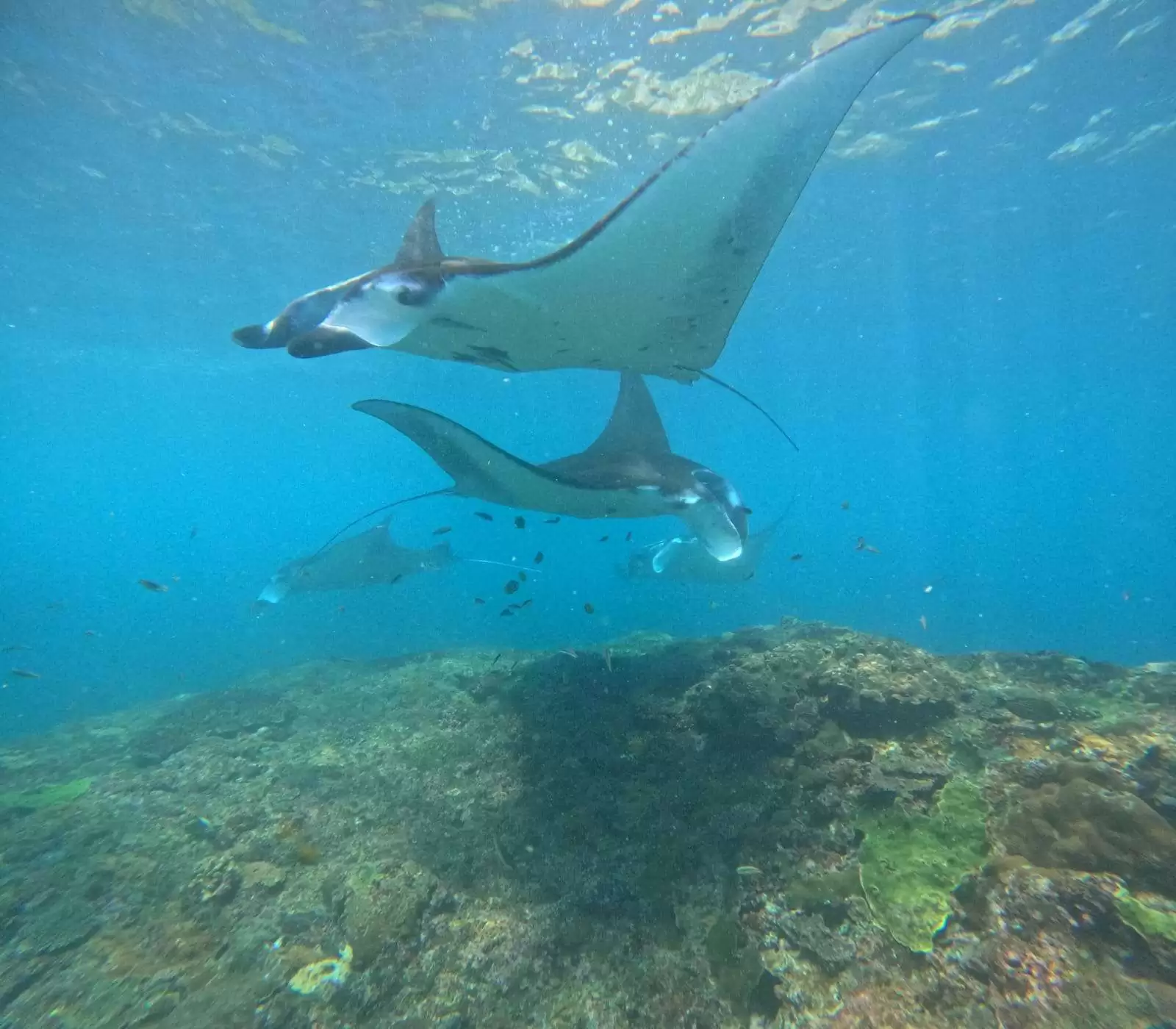 Manta Point ➞ Gamat Bay ➞ SD Point1