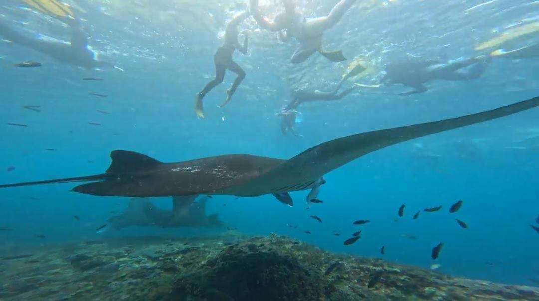 Manta Bay ➞ Gamat Bay ➞ SD Point6