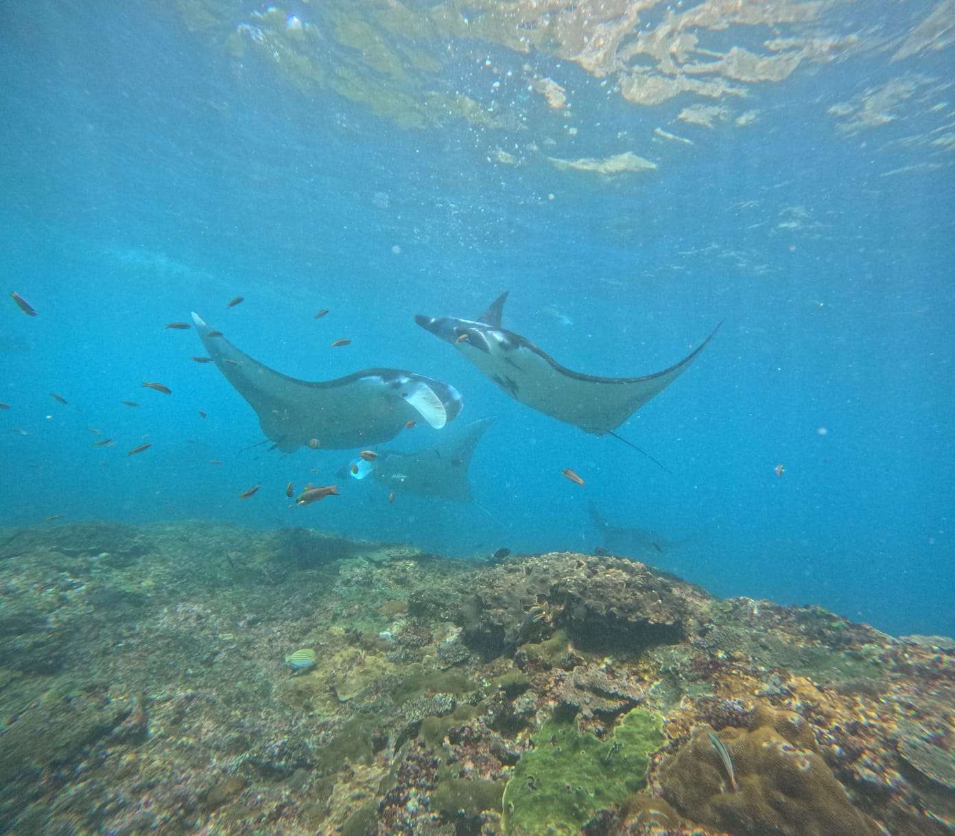 Manta Bay ➞ Gamat Bay ➞ SD Point8