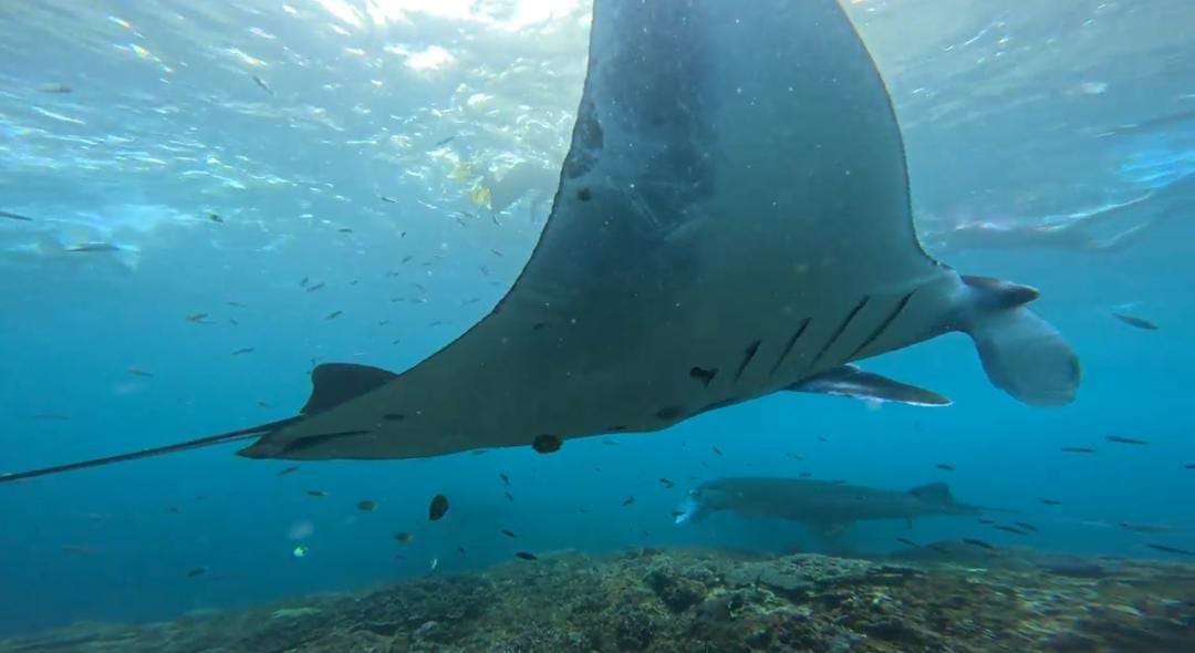 Manta Bay ➞ Gamat Bay ➞ SD Point7