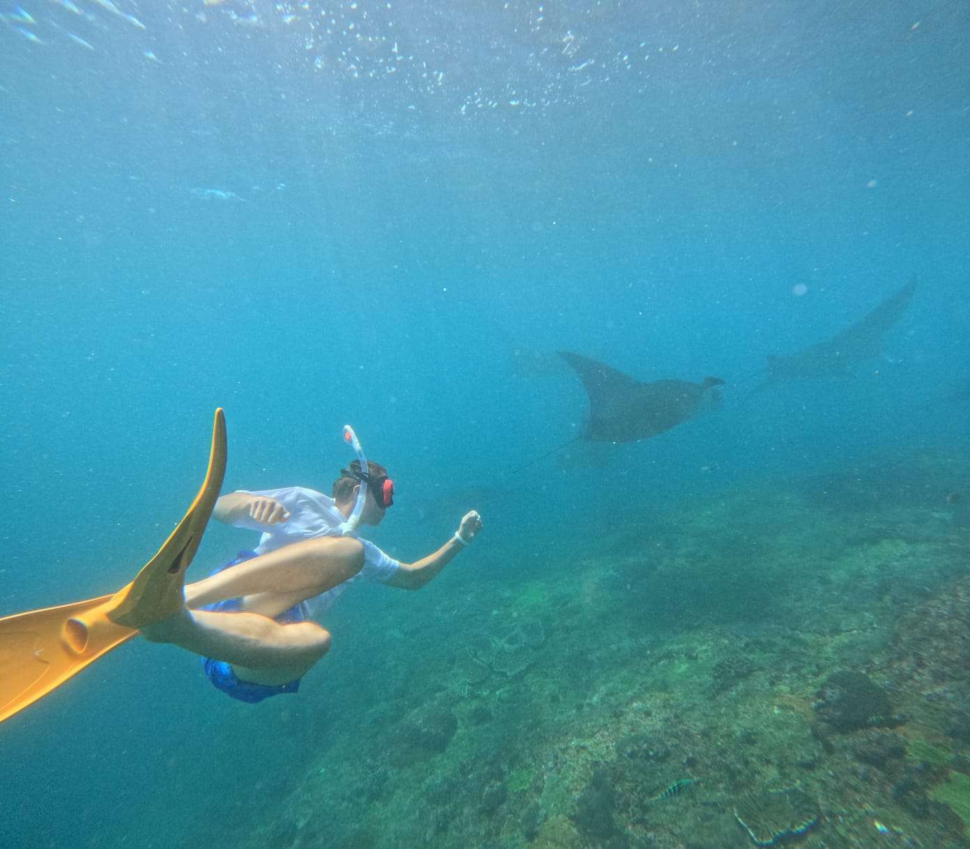 Manta Bay ➞ Gamat Bay ➞ SD Point5