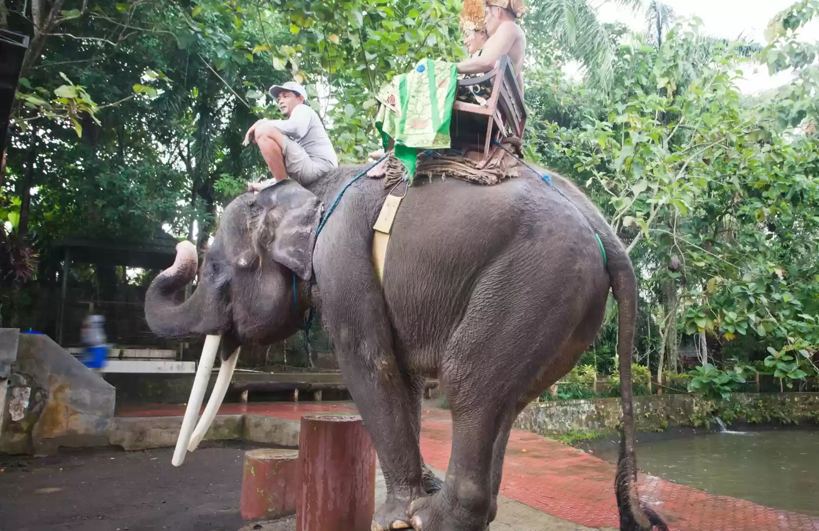 Bali White Water Rafting with No Stairs & Elephant Ride Tour