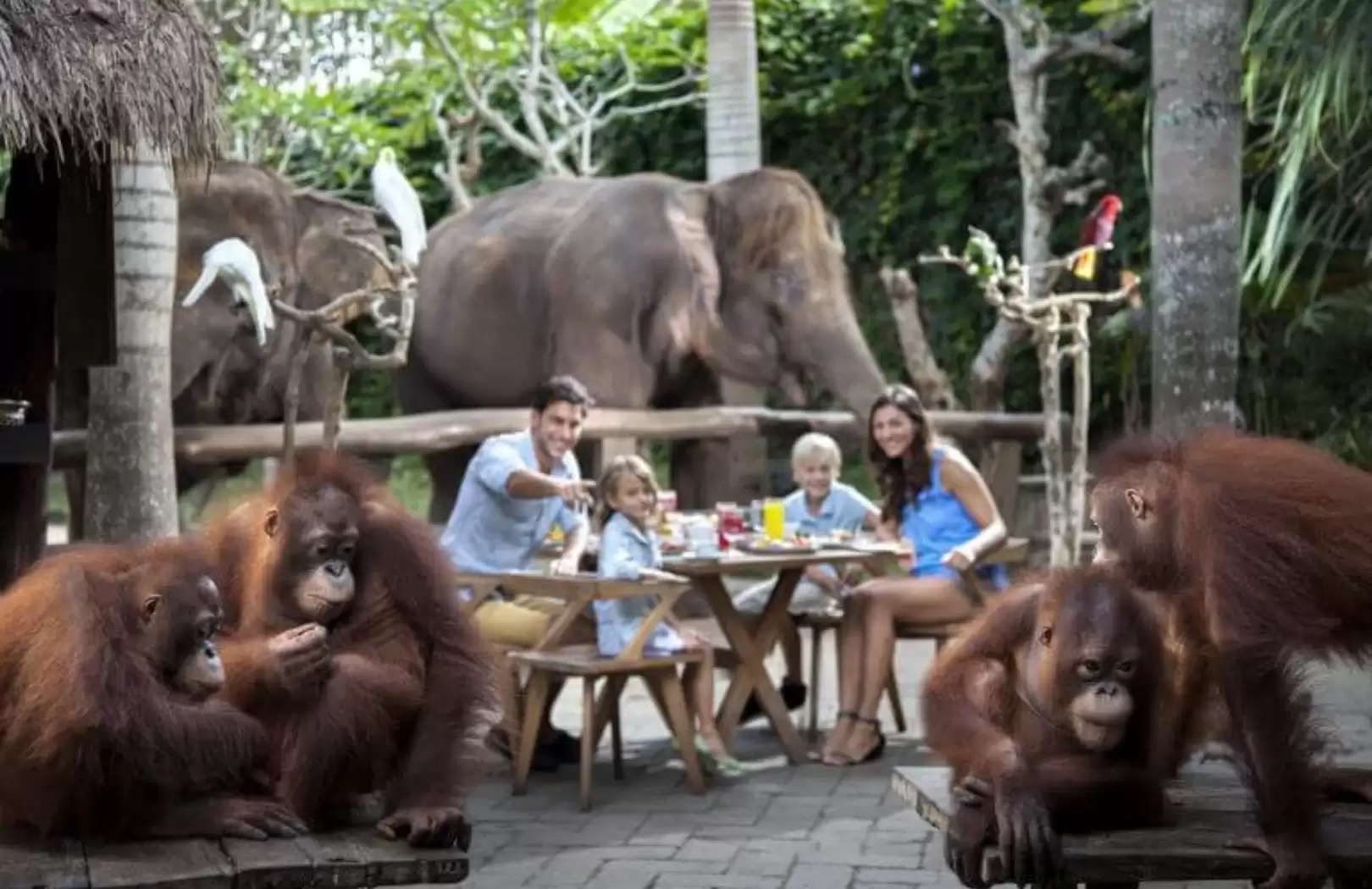 Breakfast with Orangutans and Ayung River White Water Rafting in Ubud