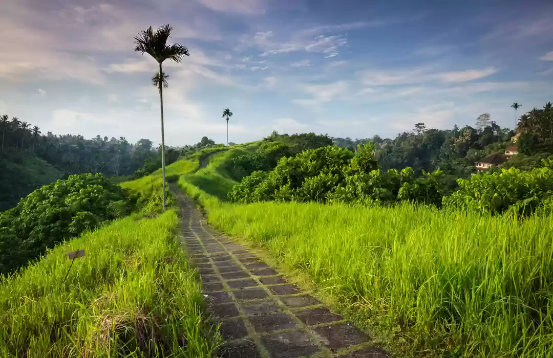 Campuhan Ridge Walk – A Peaceful Nature Walk in Ubud