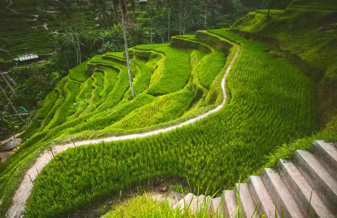 Tegalalang Rice Terraces – A Tranquil Walk Through Bali’s Iconic Landscape
