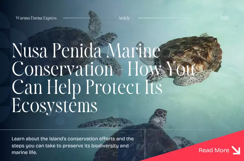 Nusa Penida Marine Conservation - How You Can Help Protect Its Ecosystems