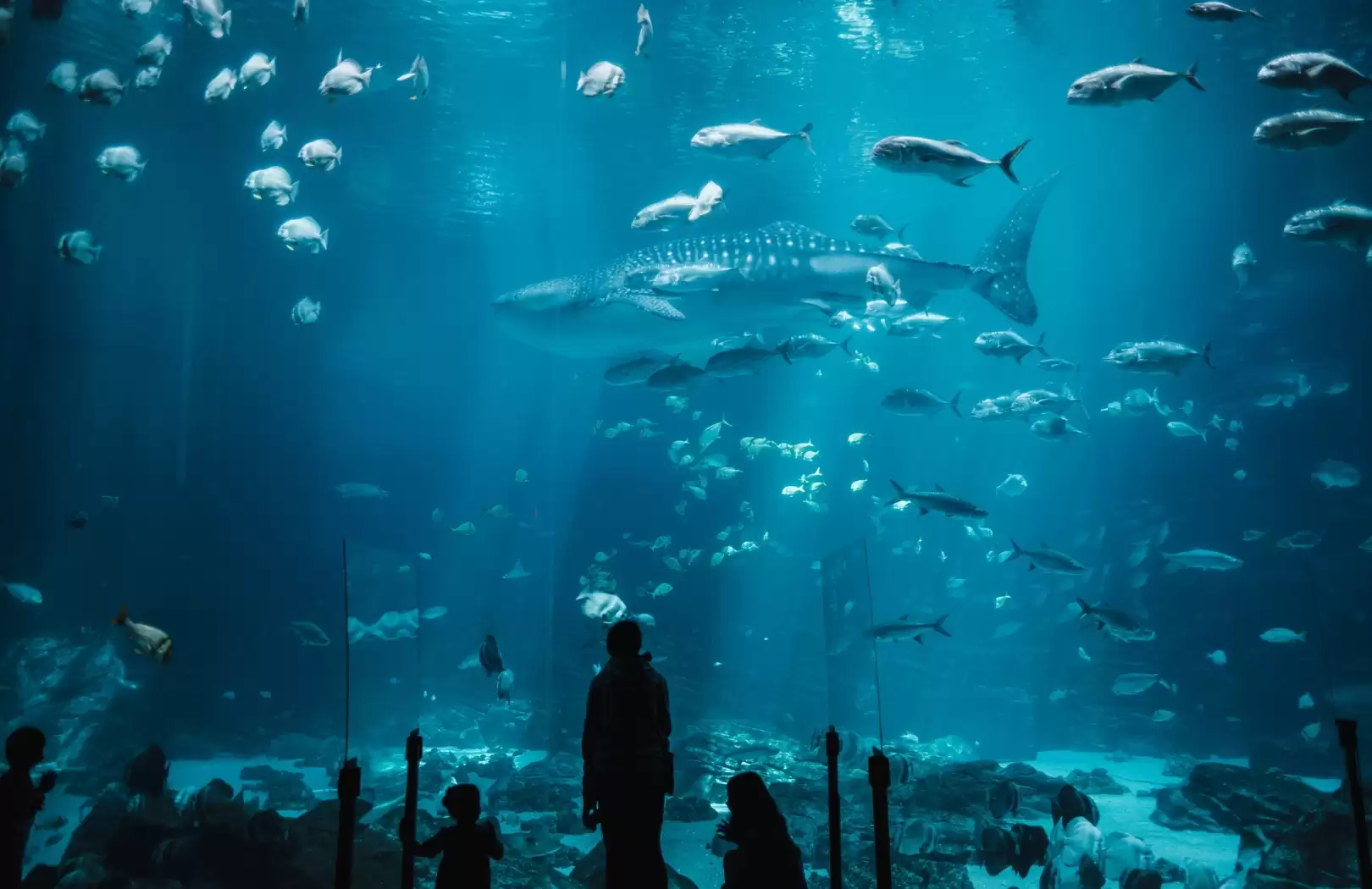 Sea Dragon Package - Marine Safari Bali