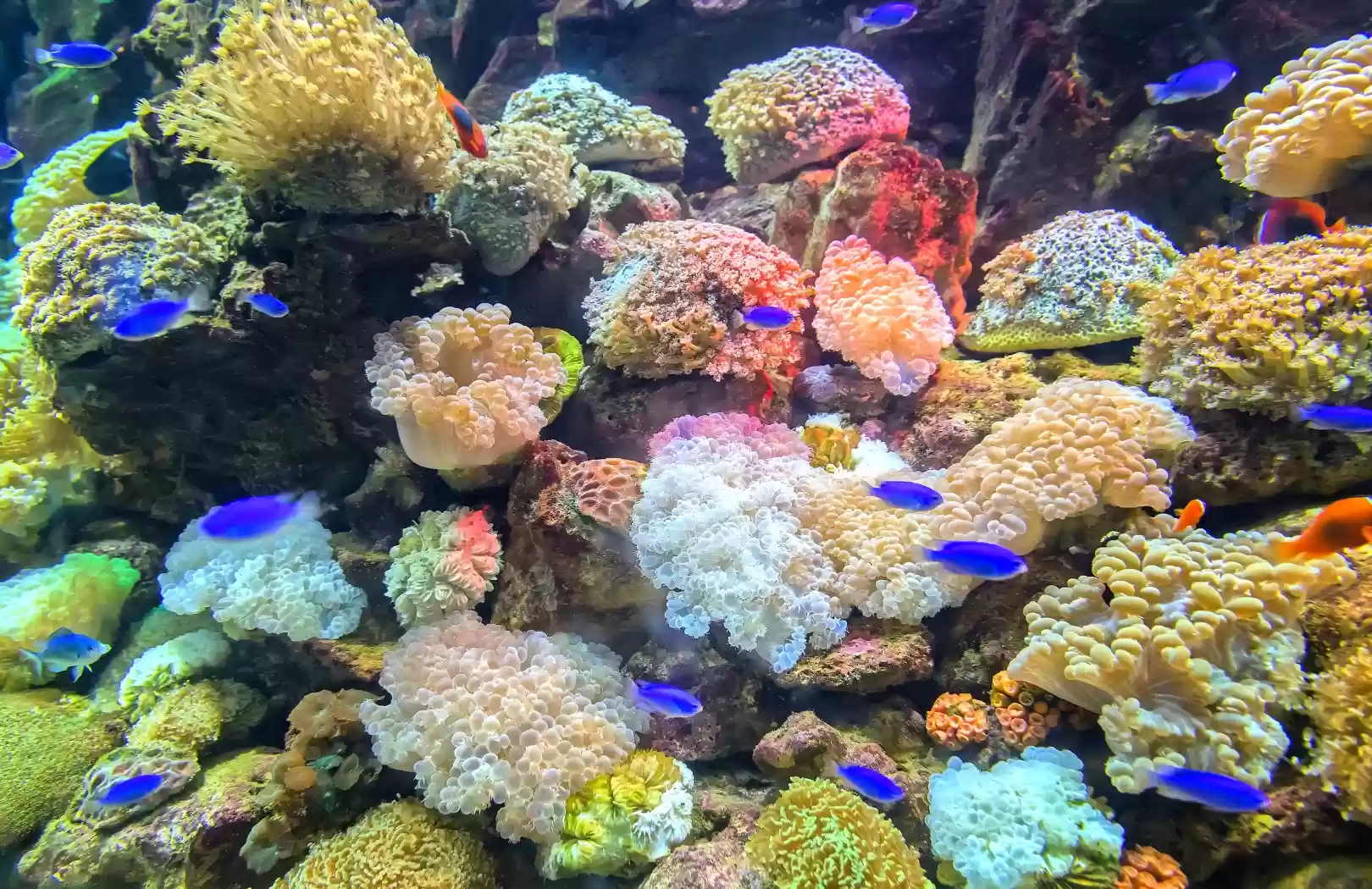 Bali Sea Walker Tour