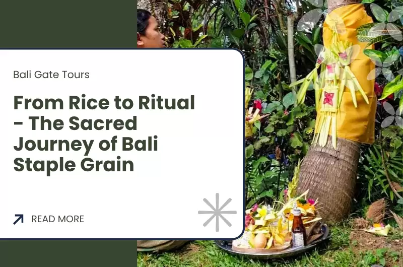 From Rice to Ritual - The Sacred Journey of Bali Staple Grain