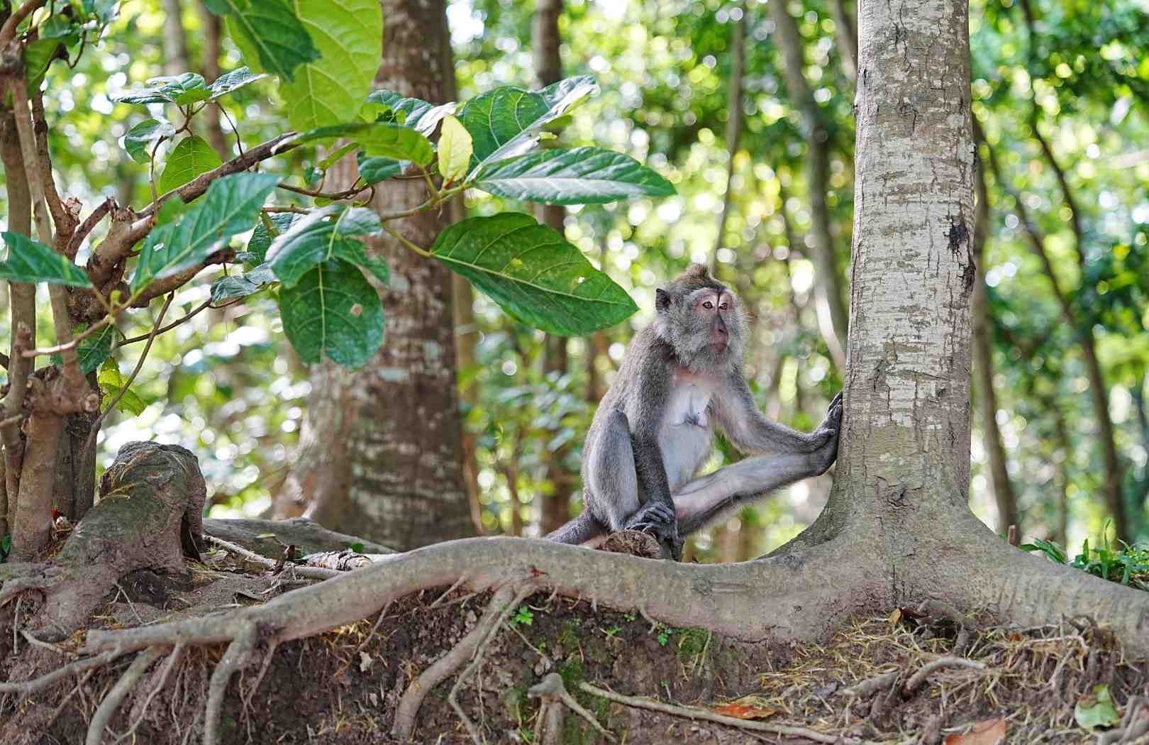 Bali North Tour